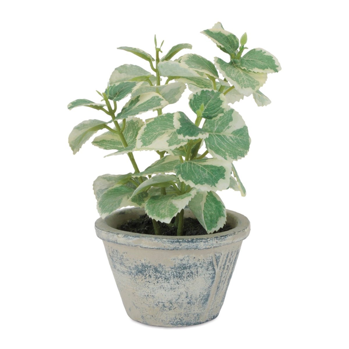 Artificial Variegated Swedish Ivy in Pot - 7 in - product photo 1