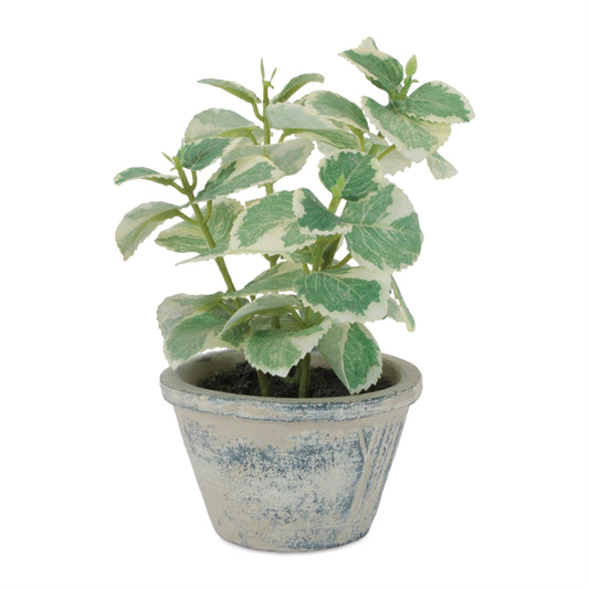 Artificial Variegated Swedish Ivy in Pot - 7 in - product photo 1