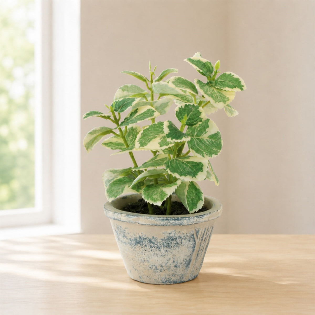 Artificial Variegated Swedish Ivy in Pot - 7 in - product photo 2