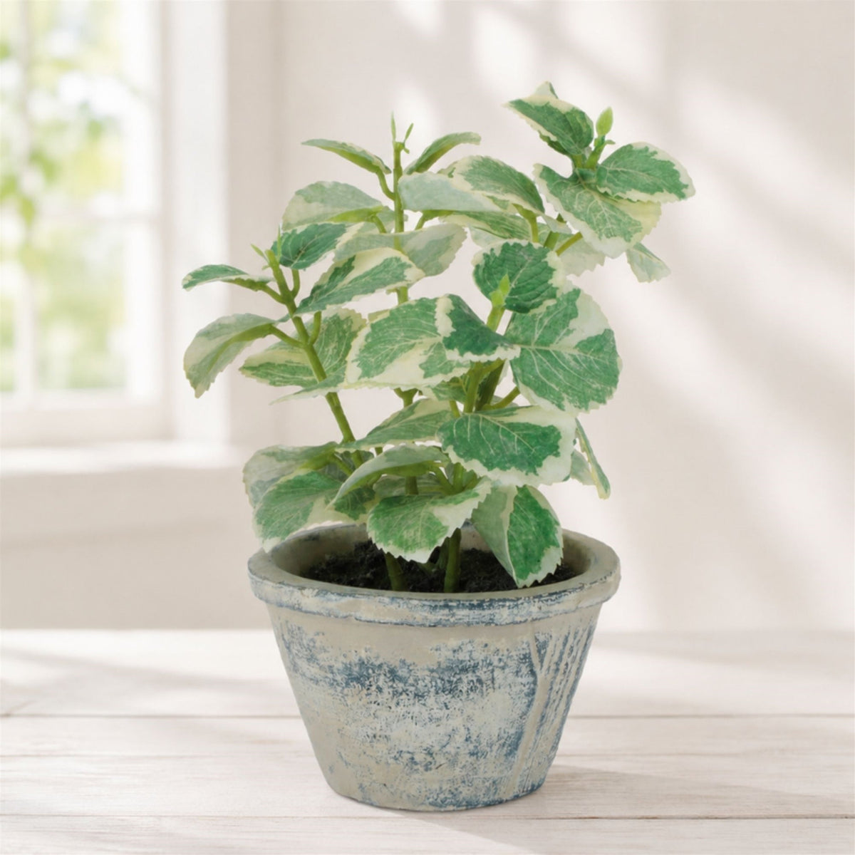 Artificial Variegated Swedish Ivy in Pot - 7 in - product photo 3